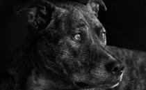 Brinnie the dog taken in low indoor light with the E 18-200mm F3.5-6.3 lens. Focal length 150mm Exposure 1/250 sec; f/6.3; ISO 3200 using the Program setting and converted to black and white for a more dramatic effect.