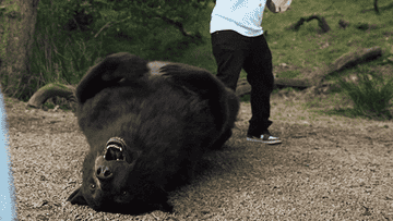 the bear rolling around in cocaine bear