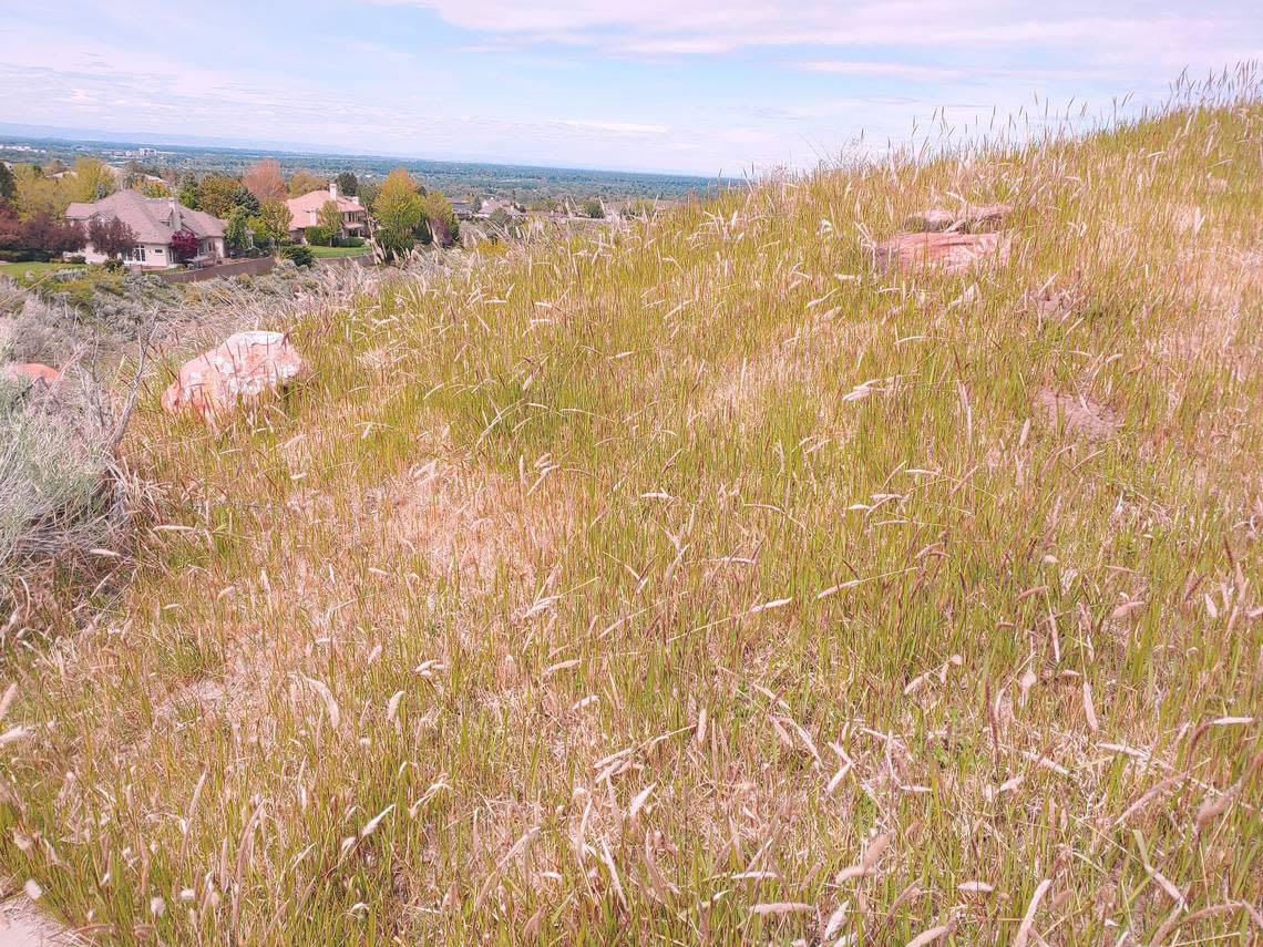 A small patch of cogongrass found in Camel’s Back Reserve the week of May 9.