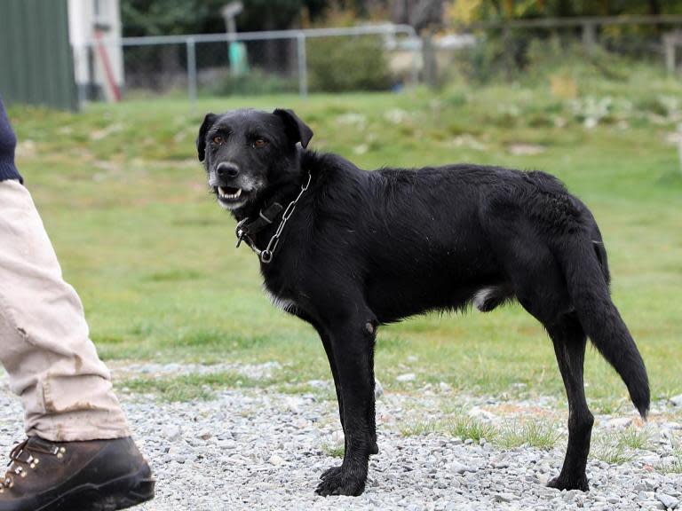 A dog with only three legs has rescued a newborn baby that was buried alive – reportedly by its teenage mother.Ping Pong is being hailed a hero in Thailand for saving the child whose 15-year-old mother was believed to have been hiding her pregnancy from her parents.The dog was barking and scratching at dirt by a field, alerting his owner, who then found an infant’s leg sticking up.Locals rushed the 5.2lbs baby to hospital, where doctors cleaned him up and declared he was healthy.Police said they had arrested the mother and charged her with child abandonment and attempted murder.The girl’s parents have offered to raise the baby although authorities have not yet decided whether to allow that.Lt Col Panuwat Puttakam, of Chum Phuang police station, told the Bangkok Post that although the girl was underage, police were bound by law to charge her and she would be interrogated in the presence of child service workers.“The girl is now in the care of a psychologist and her parents because she is in great fear. She regrets what she did and said she acted on impulse without thinking it through. She feared her parents would find out she had been pregnant,” the officer said.The teenager will also be assessed for her mental health.“Police officers are preparing to prosecute the mother but she is also a child and we must consider her mind and be professional. It is important that she is nurtured and treated fairly,” said Wichian Chantharanothai, governor of the Nakhon Ratchasima area.He said the baby survived because he was buried only shallowly.Ping Pong’s owner, Usa Nisaikha, said the dog lost the use of a leg when it was hit by a car.“I kept him because he’s so loyal and obedient, and always helps me out when I go to the fields to tend to my cattle. He’s loved by the entire village. It’s amazing,” he said.