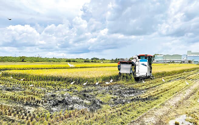 台南市後壁區是全台主要稻米產區之一，今年一期稻作已進入收割期，今年溼穀收購價格，創下近10年來新高。（張毓翎攝）