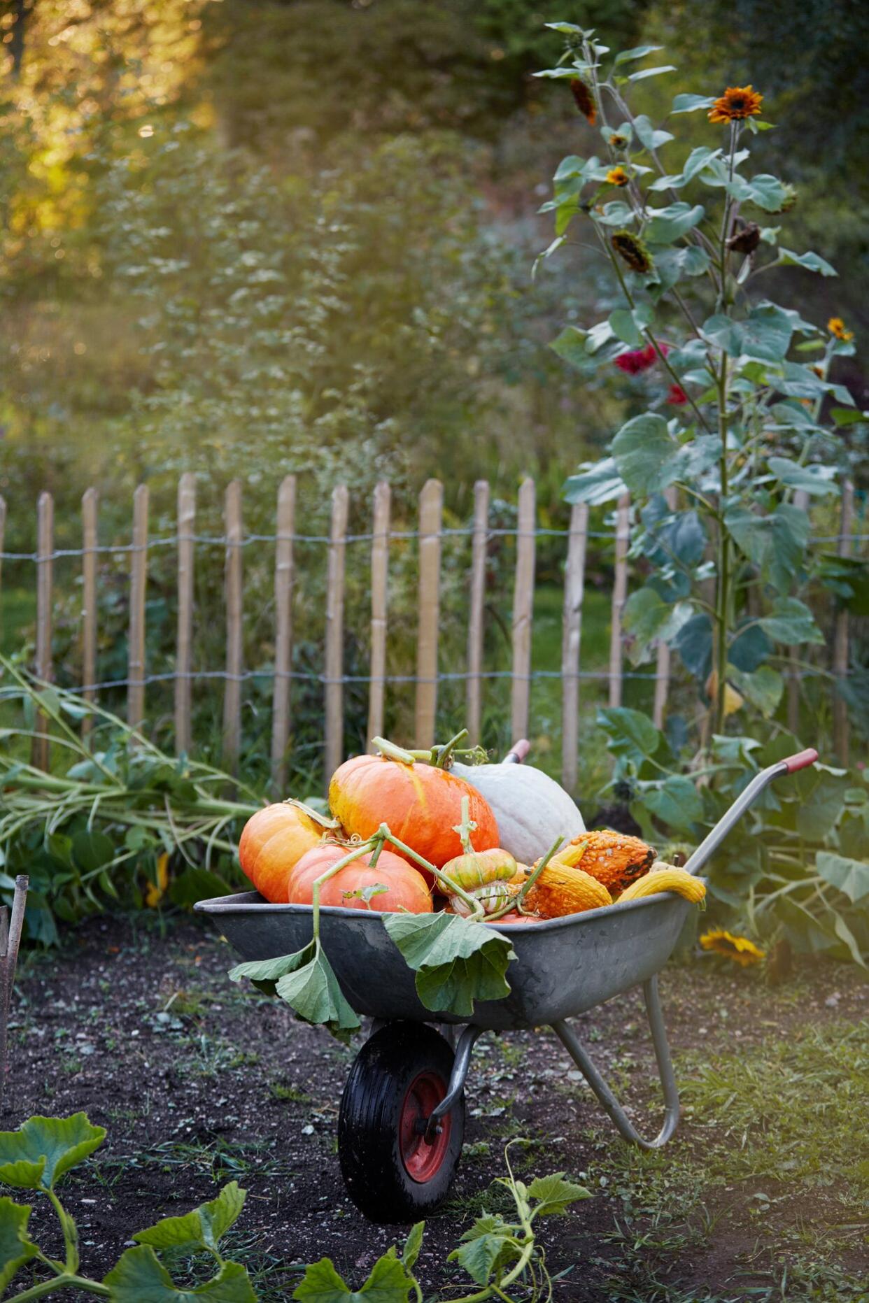 wheelbarrow filled with pumpkins sitting in a garden