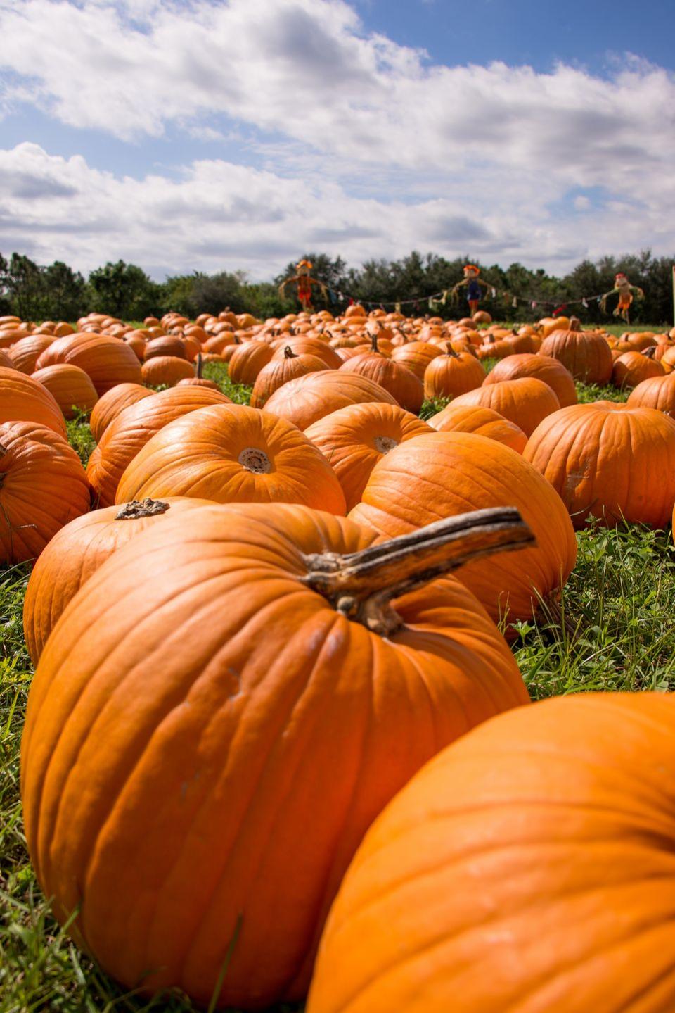 29) Boone Hall Pumpkin Patch in Mt. Pleasant, SC