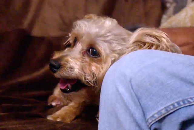 <p>TLC</p> Ashley's dog, Rico Suave.