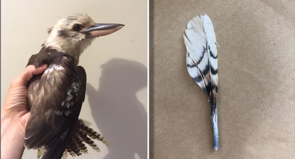 A sick kookaburra which came into care in NSW later tested positive to PBFD. Source: Yahoo
