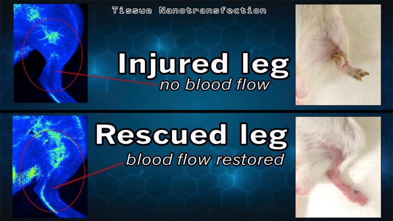 This graphic shows the results of a breakthrough discovery called tissue nanotransfection. In laboratory tests at The Ohio State University Wexner Medical Center, researchers were able to heal the badly injured legs of mice in just three weeks, with no other treatments, simply by touching the legs once with a high-tech silicone chip.