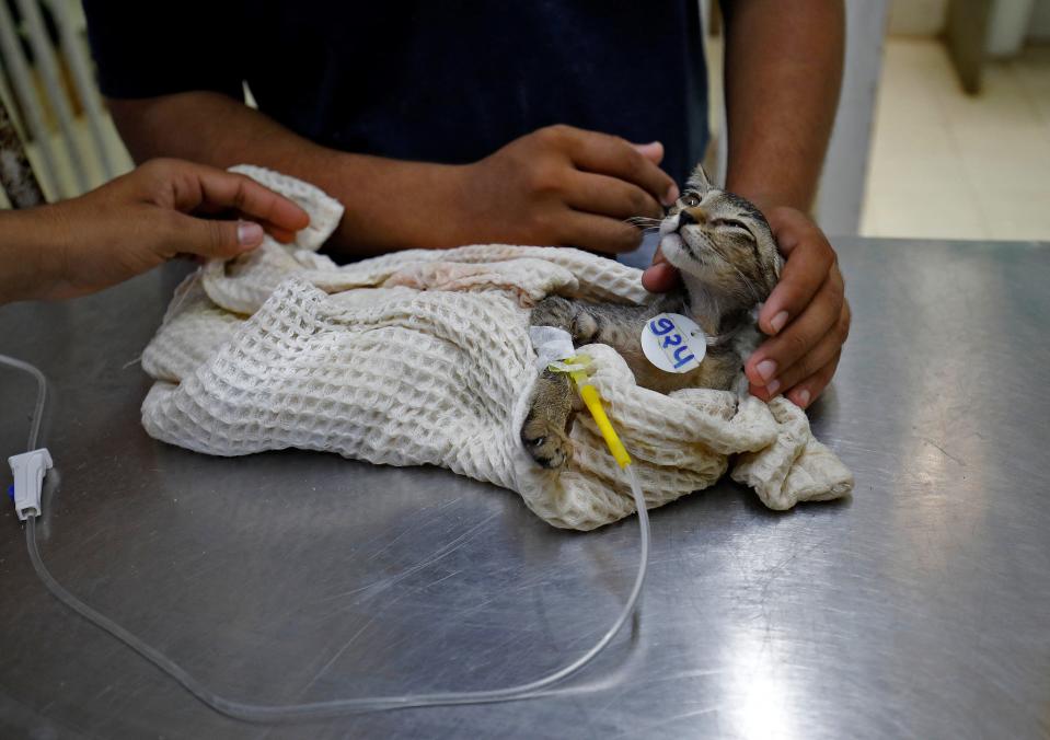 Vets administer saline drip to a cat that is covered by a wet cloth after it was dehydrated due to heat at Jivdaya Charitable Trust in Ahmedabad.