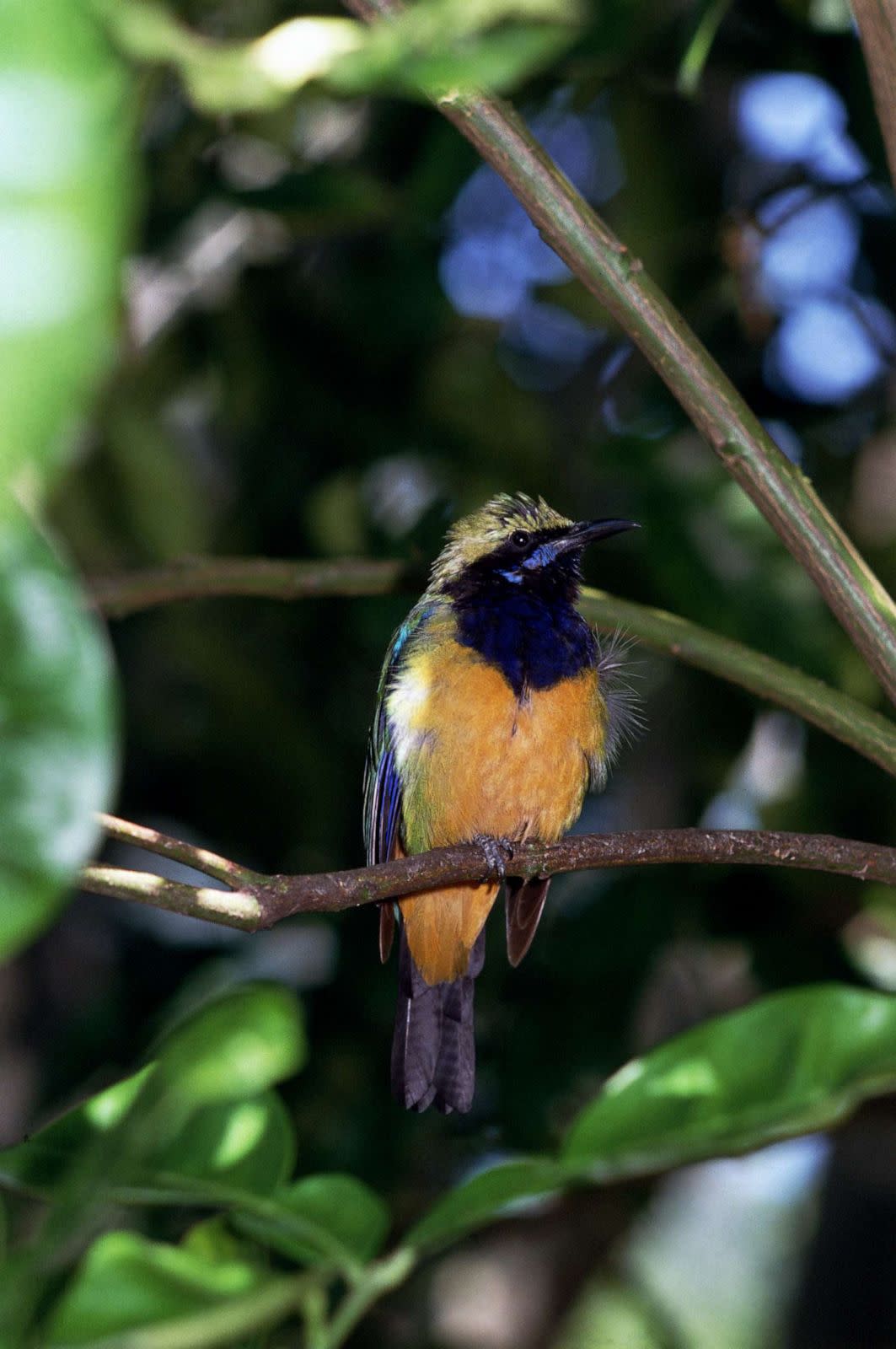 PHOTO: Hawaiian akepa (STOCK PHOTO/Getty Images)