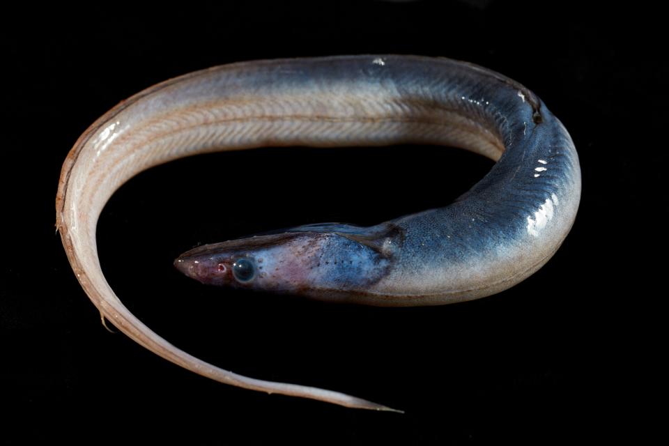 Synophobranchus arrowtooth eel.