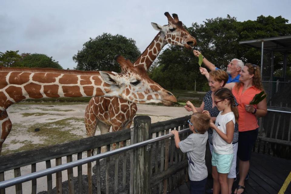 Feeding the giraffes at Zoo Miami