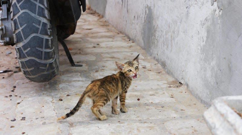 A stray kitten photographed on the street in Guellala village, Djerba Island, Tunisia. - Photo: Natalia Seliverstova/Sputnik (AP)
