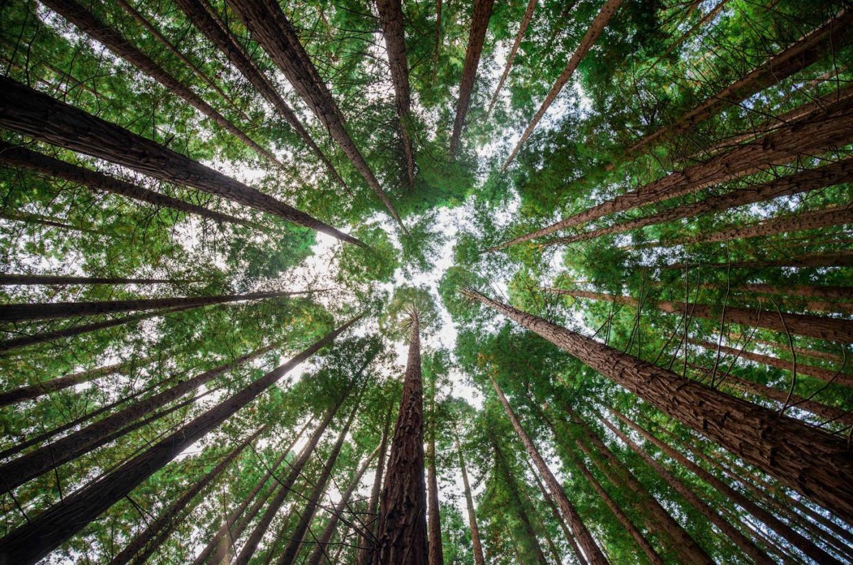 <a href="https://www.shutterstock.com/es/image-photo/sequoias-forest-cantabria-spain-2202581977" rel="nofollow noopener" target="_blank" data-ylk="slk:Melania_Carrillo_Foto / Shutterstock;elm:context_link;itc:0;sec:content-canvas" class="link ">Melania_Carrillo_Foto / Shutterstock</a>