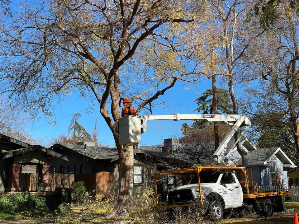 A crew for the City of Fresno responds to a down tree in the aftermath of the recent series of heavy rainstorms.