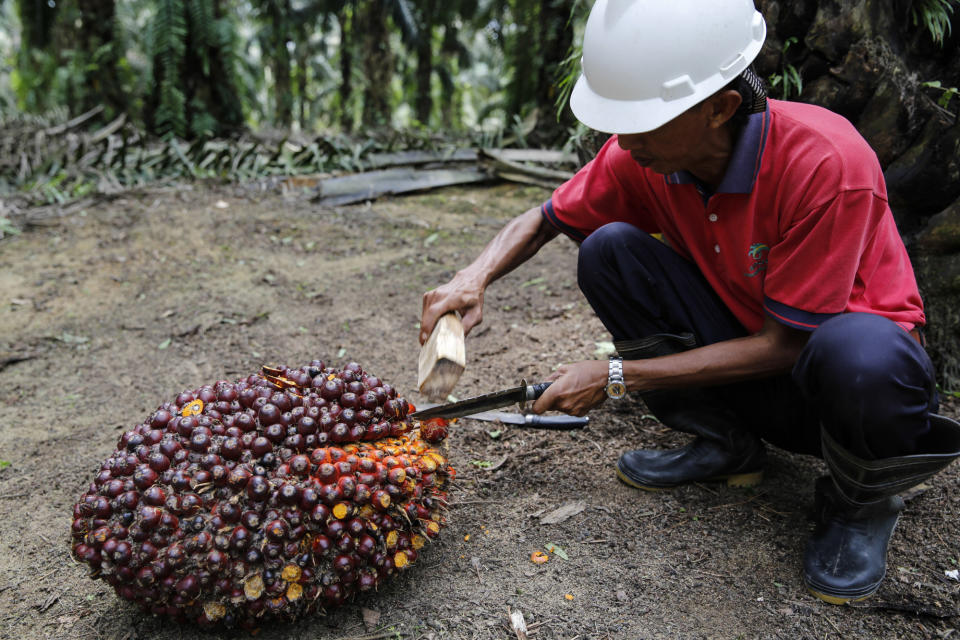 Una de las últimas iniciativas es revolucionar el mercado del aceite de palma con árboles enanos. Foto Bloomberg.