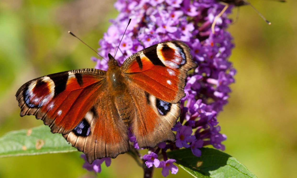 <span>A peacock butterfly feeding on a buddleja bush.</span><span>Photograph: Tim Graham/Getty</span>