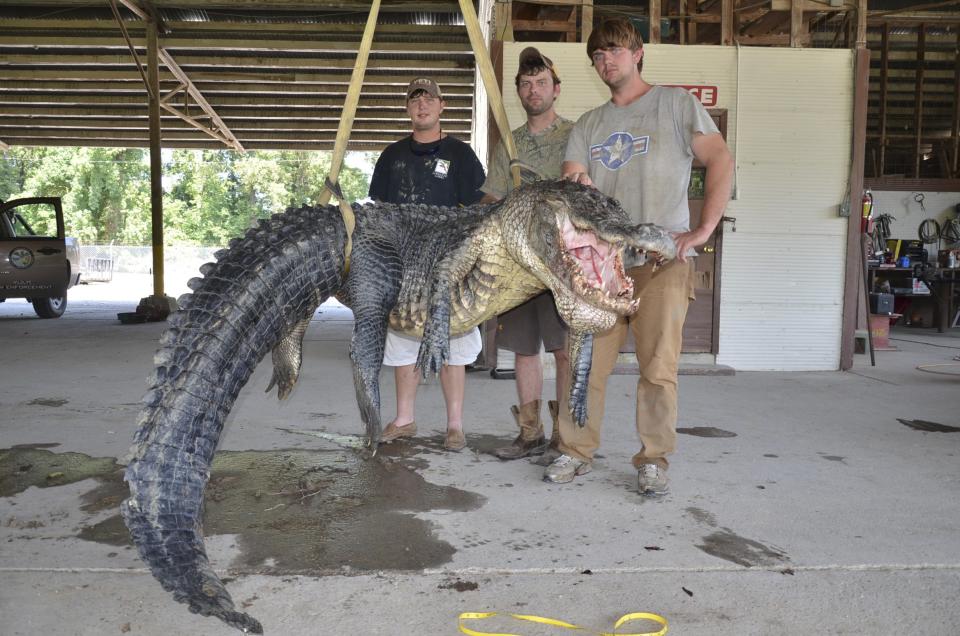 Mississippi Department of Wildlife, Fisheries and Parks photo of hunters with their record setting alligator weighing 727 pounds (330 kg) and measuring 13 feet (3.96 m) taken in Vicksburg Mississippi