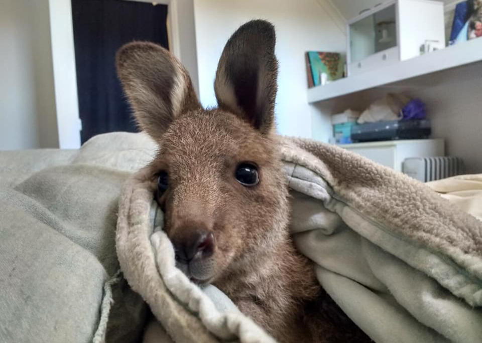 The frightened joey named Mia was taken to Amaroo Wildlife Shelter, where she has been resting and slowly adjusting to her new life. Source: Amaroo Wildlife Shelter