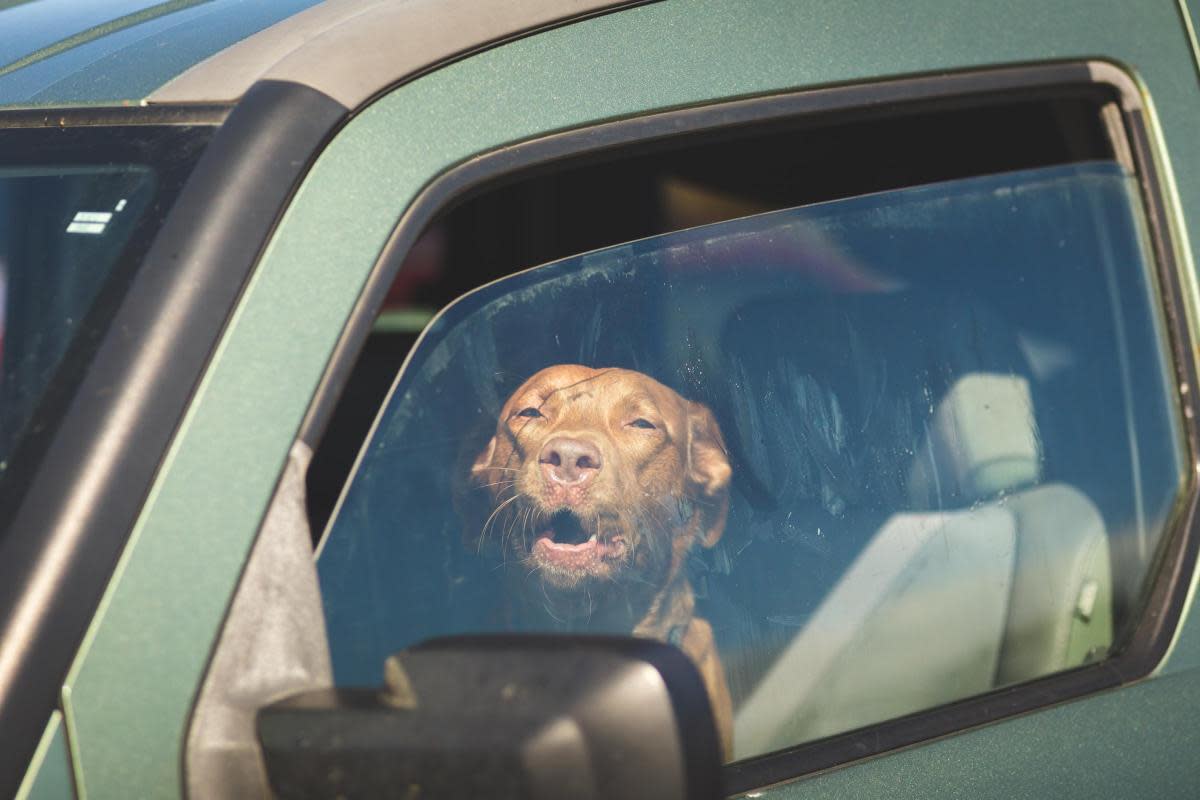 This is the advice the RSPCA give if you see a dog stuck in a hot car during a heatwave <i>(Image: Getty)</i>