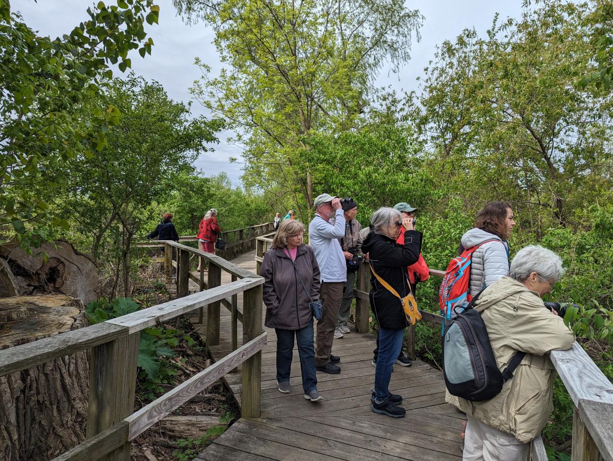 A group of birders congregate on the boardwalk at Magee Marsh Wildlife Area as something was spotted during the 2024 Biggest Week of American Birding.