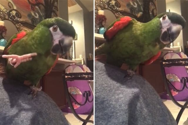 Persistent parrot loves playing peekaboo