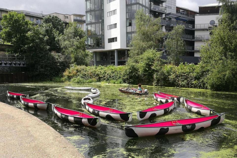 Plain sailing: Moo Canoes’ cow-patterned boats, which travel from Limehouse Basin to the River Lea