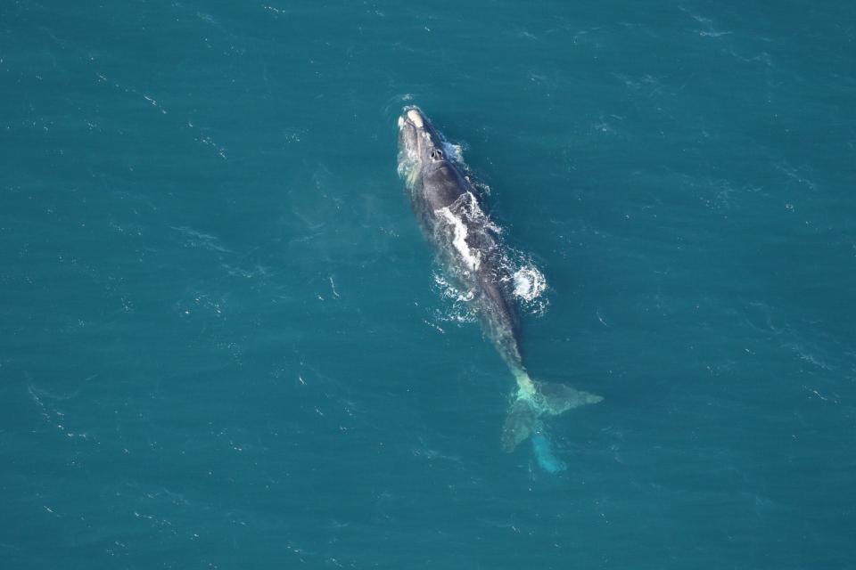 A critically endangered right whale known as Argo was seen wounded and entangled off Surf City, North Carolina in January. Emergency responders were able to remove gear confirmed to be commercial lobster trapping gear from Canada.