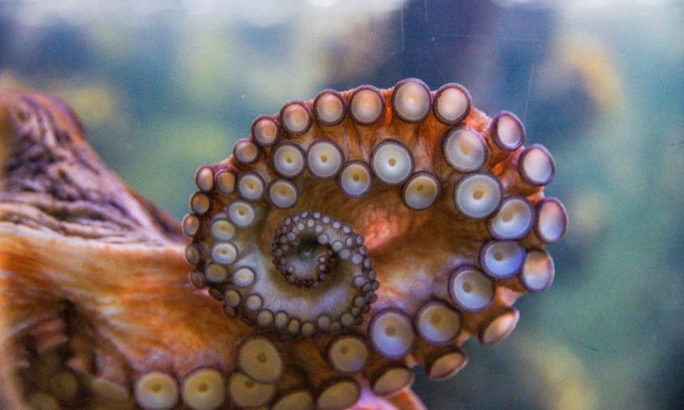 Common octopus 