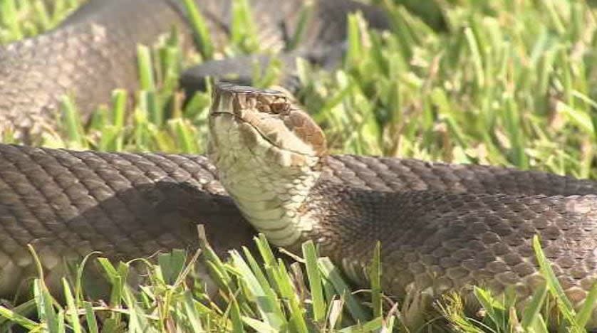 <p>Cottonmouth snake captured in Lake Mary</p>