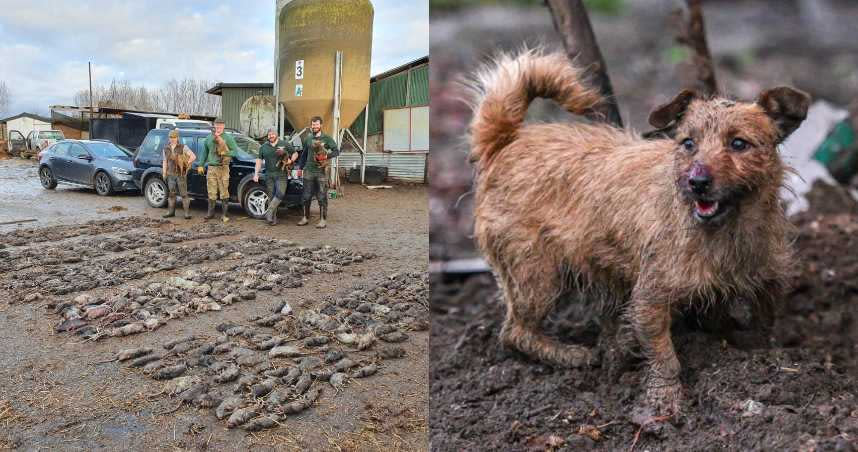 執行捕鼠工作的8隻諾福克㹴犬，總共抓到了730隻大老鼠。（圖／翻攝自臉書Suffolk and Norfolk rat pack）