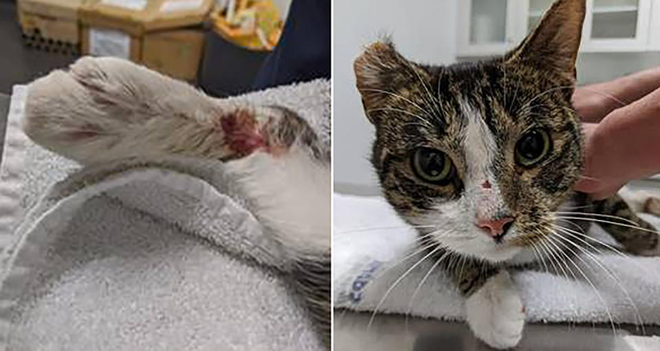 A supplied image shows a domestic short haired tabby cat after it was found by a member of the public in the Wally Tew Reserve in Ferntree Gully, with his rear legs taped and cable tied together, on April 30, 2020. 