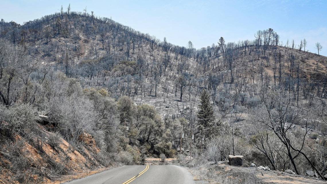 A burnt hillside rises above Triangle Road after being burned in the Oak Fire in Mariposa County on Monday, July 25, 2022.