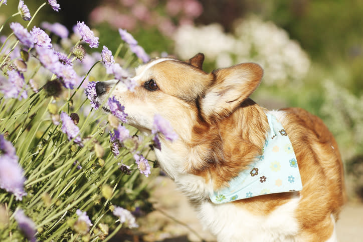 Corgi in a bandana smelling purple flower