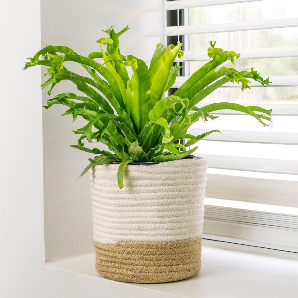 Birds Nest Fern