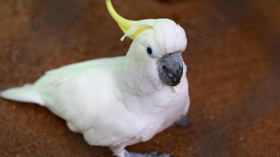 A stock image of a close-up of yellow-crested cockatoo. An Adelaide family's cockatoo has been at the centre of a 'nightmare' neighbourhood dispute.