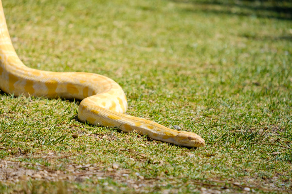 Ein gelb-weißer Python kriecht über Gras. (Bild: Getty Images)