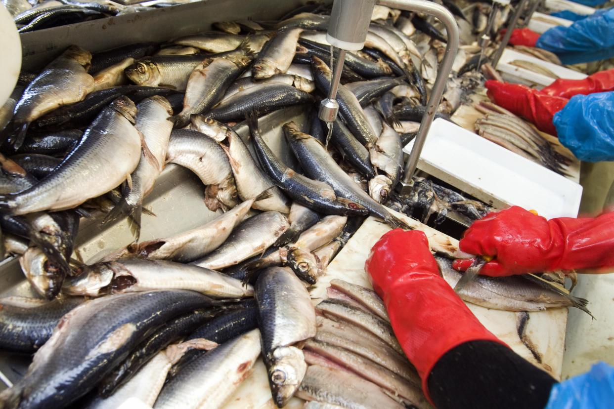 New herring (Nieuwe Haring) is a Dutch culinary speciality  (AFP via Getty Images)