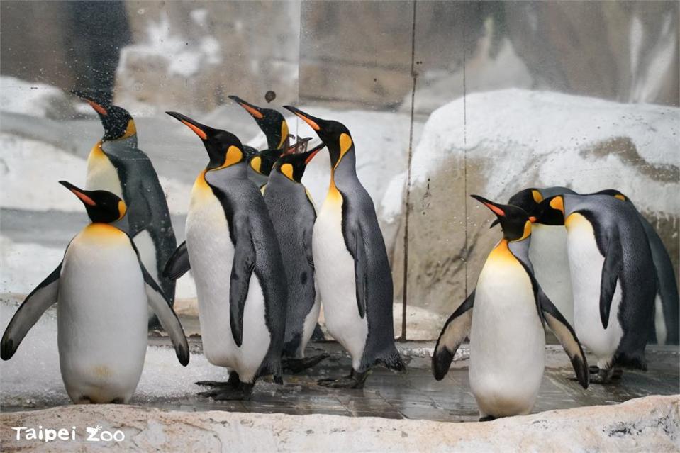 快新聞／水獺也愛國產台灣鯛！　「世界海洋日」台北動物園辦食魚嘉年華