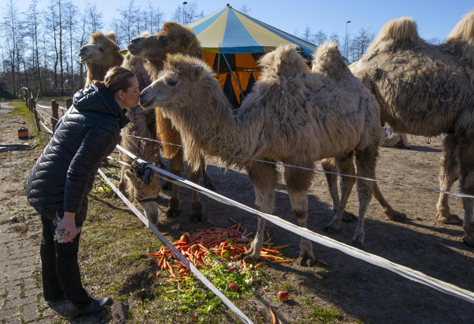 Sarina Renz kisses one of the eight Siberian Steppe camels, of the stranded Renz Circus in Drachten, northern Netherlands, Tuesday, March 31, 2020. The circus fleet of blue, red and yellow trucks have had a fresh lick of paint over the winter. But now, as coronavirus measures shut down the entertainment industry across Europe, they have no place to go. "It's catastrophic for everybody", said Sarina Renz, of the German family circus that has been in existence since 1842. (AP Photo/Peter Dejong)