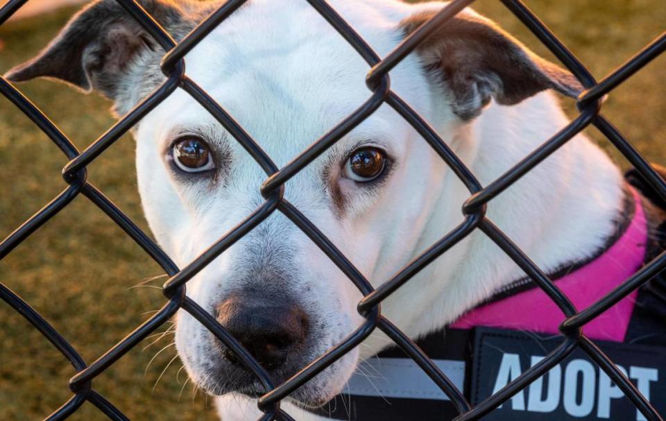 Fiona, a 2-year-old terrier mix, looks out from one of the fenced-in exercise areas at the Miami-Dade Animal Shelter.