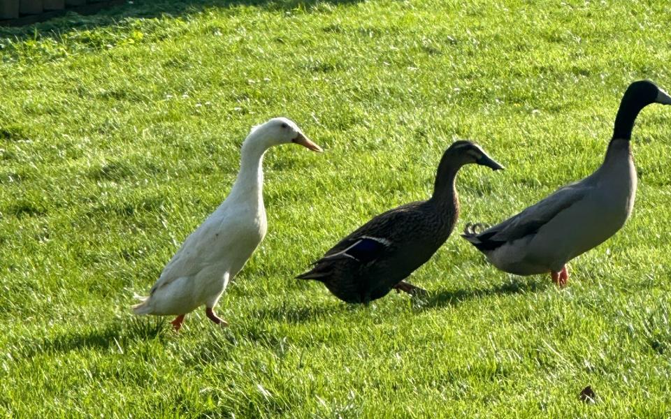 Quakers and other ducks