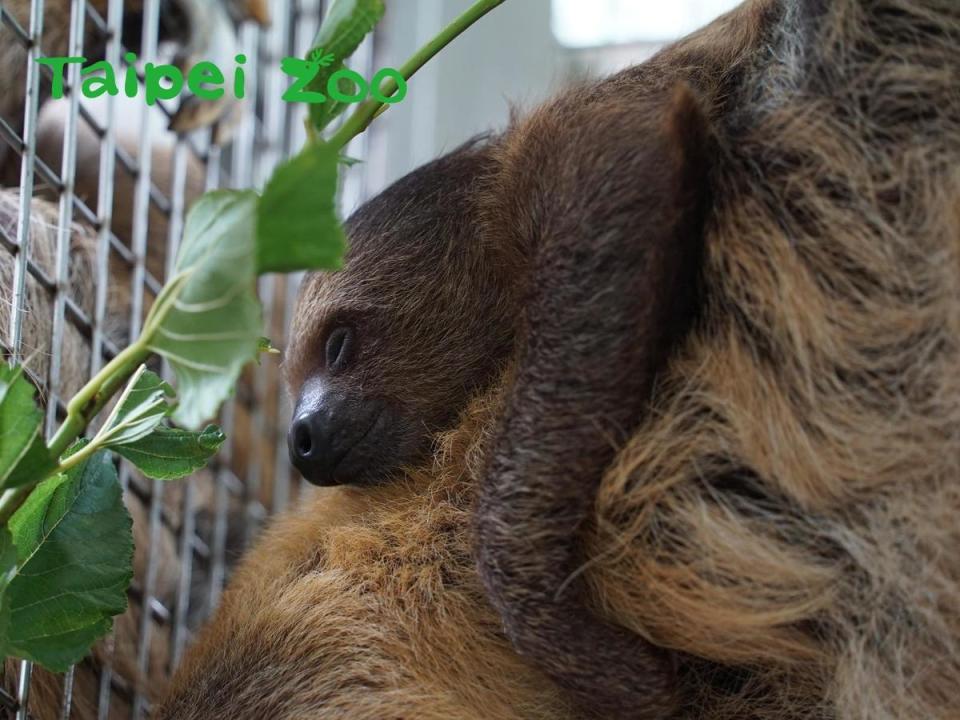 台北市立動物園樹懶寶寶「葉夏」在國際樹懶日這時已經滿4個月大了。（翻攝自台北市立動物園臉書）