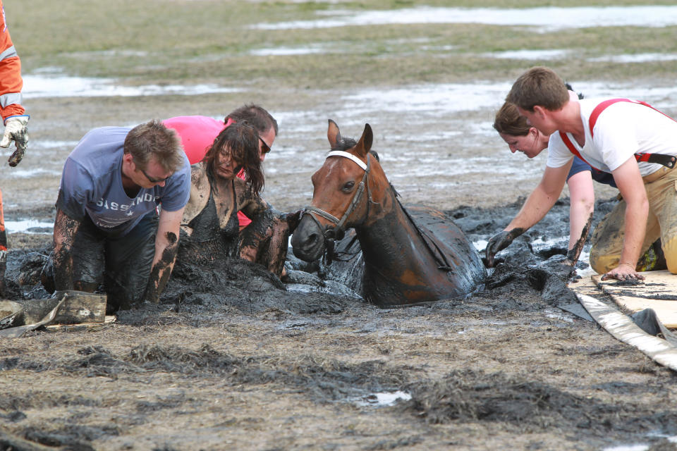 Trapped horse