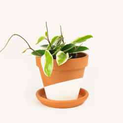 <p><a href="https://go.redirectingat.com?id=74968X1596630&url=https%3A%2F%2Fheyhorti.com%2Fproducts%2Fhoya%3F_pos%3D2%26_sid%3D960cada29%26_ss%3Dr&sref=https%3A%2F%2Fwww.veranda.com%2Foutdoor-garden%2Fg60812978%2Findoor-blooming-plants%2F" rel="nofollow noopener" target="_blank" data-ylk="slk:Shop Now;elm:context_link;itc:0;sec:content-canvas" class="link ">Shop Now</a></p><p>Hoya Carnosa</p><p>heyhorti.com</p><p>$22.00</p>