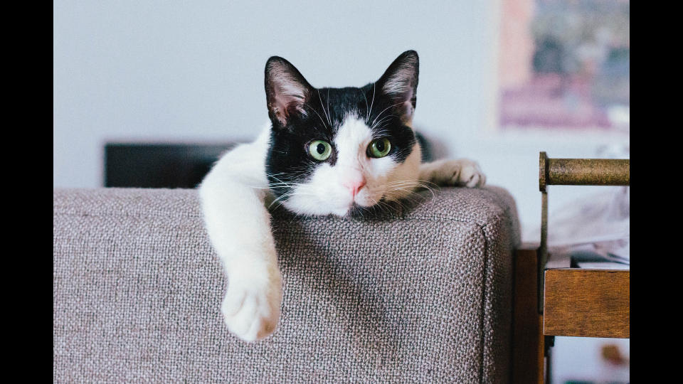 Cat hanging over arm of sofa