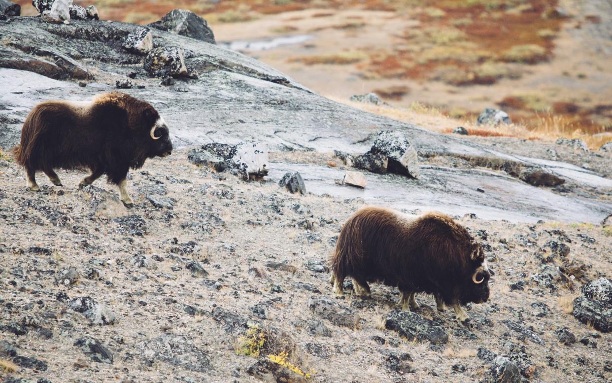 Musk oxen went extinct in Europe 4,000 years ago, but a reintroduction programme at Dovrefjell National Park in Norway has proved successful - dataichi - Simon Dubreuil