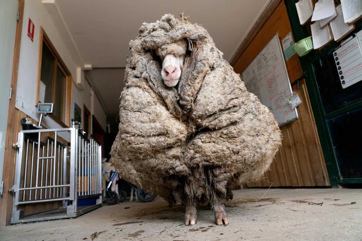 <p>Sheep Baarack es visto antes de que se cortara su lana gruesa en Lancefield, Victoria, Australia 5 de febrero de 2021. </p> (EDGAR’S MISSION)