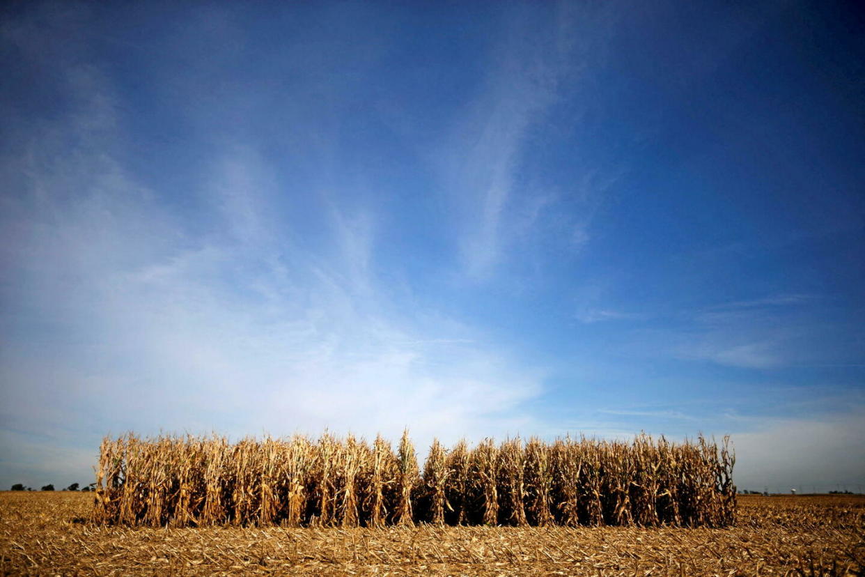 La recherche sur les OGM bat son plein dans le monde entier et l’Europe, qui a interdit toute expérimentation en plein champ et bloqué tous les financements, n’y participe pas.  - Credit:Jim Young/Reuters