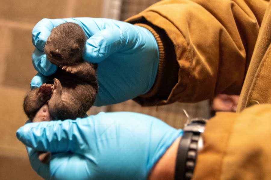 Otter triplets born at Potter Park Zoo. (Photo: Potter Park Zoo)