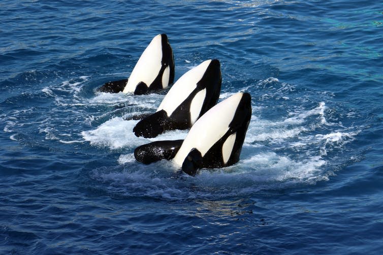<span class="caption">Whales learn in families.</span> <span class="attribution"><a class="link " href="https://www.shutterstock.com/image-photo/killer-whales-orcinus-orca-show-water-733900609?src=HBPKb1xn8tpMVeHklDriDA-1-2" rel="nofollow noopener" target="_blank" data-ylk="slk:Shutterstock;elm:context_link;itc:0;sec:content-canvas">Shutterstock</a></span>