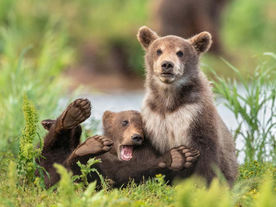 "We All Have That Friend" by Yarin Klein. Two bears, one of which has a dramatic expression.